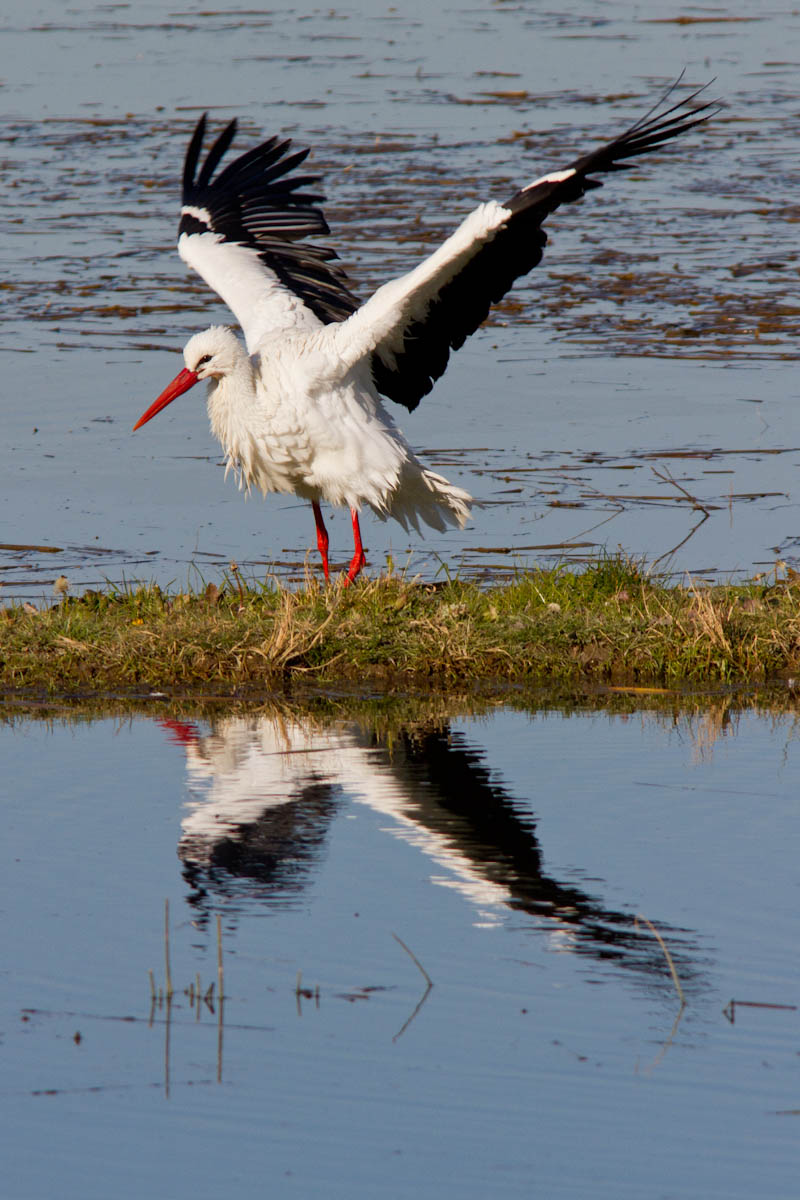 Ciconia ciconia - Cicogna bianca